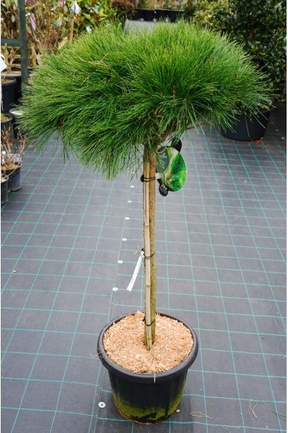 Сосна густоцветковая Алиса Веркаде на штамбе